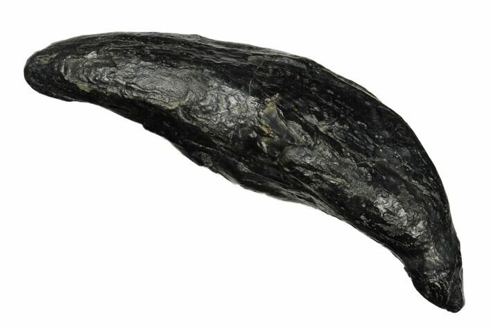 Fossil Sperm Whale (Scaldicetus) Tooth - South Carolina #176124